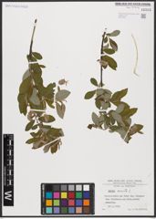 Foto von Salix aurita L.